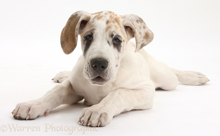 Great Dane pup, Tia, 14 weeks old, lying stretched out, white background