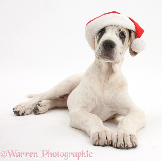 Great Dane pup, Tia, 14 weeks old, lying with head up, wearing a Father Christmas hat, white background