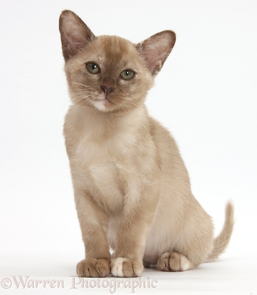 Burmese kitten sitting, white background
