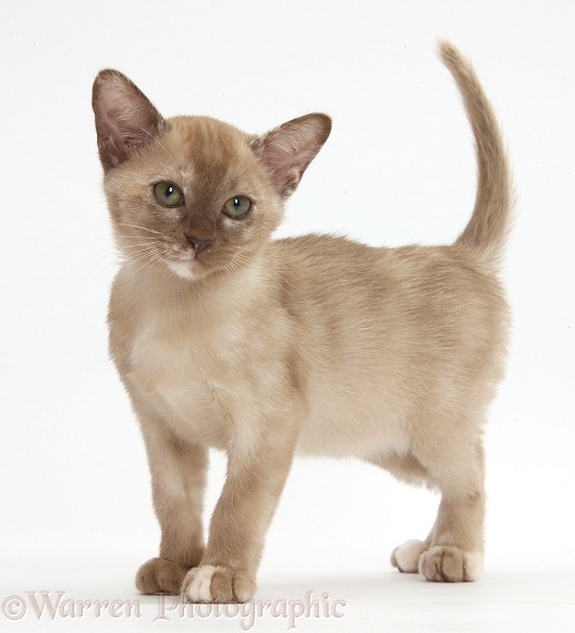 Burmese kitten standing, white background