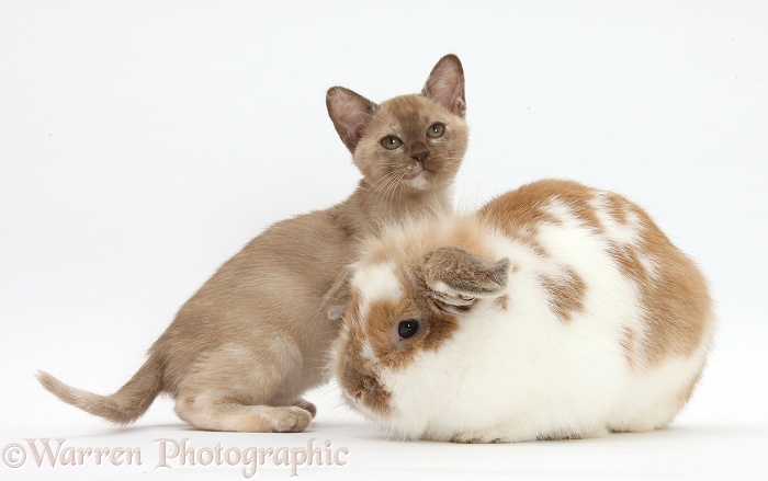 Burmese kitten and rabbit, white background