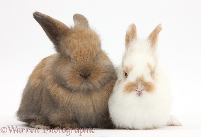 Two baby bunnies, white background