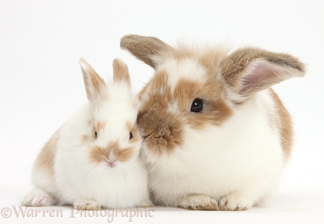 Brown-and-white rabbit and baby bunny, white background
