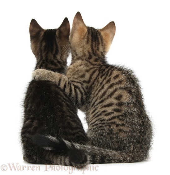 Tabby kittens, Stanley and Fosset, 12 weeks old, back view sitting together arm-in-arm, white background