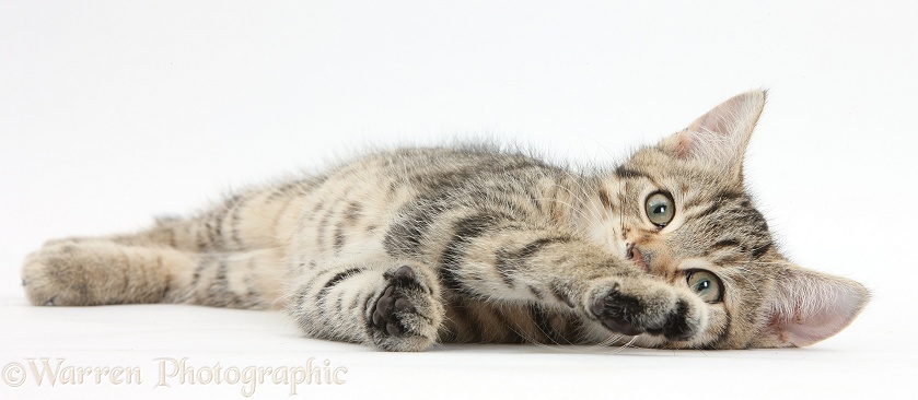 Tabby male kitten, Stanley, 12 weeks old, lying on his side, white background