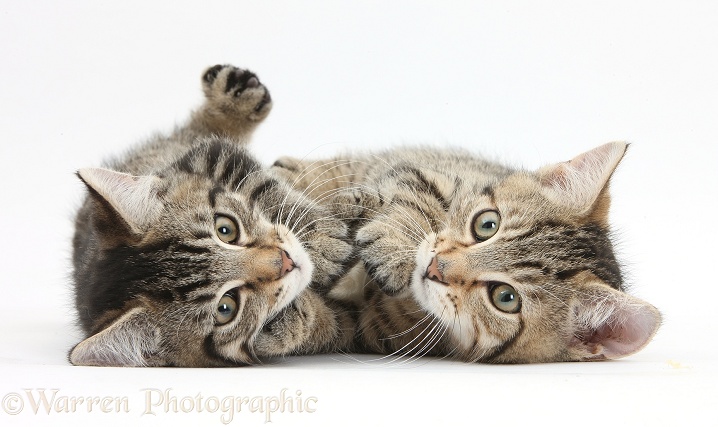 Tabby kittens, Stanley and Fosset, 12 weeks old, lying on their sides together, white background
