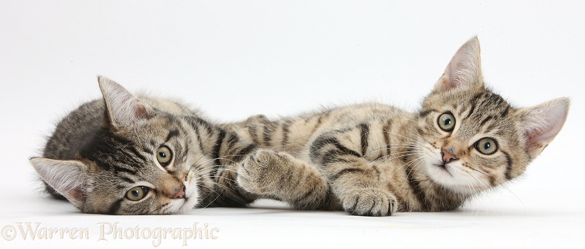 Tabby kittens, Stanley and Fosset, 12 weeks old, lying on their sides together, white background
