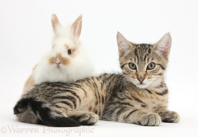 Tabby kitten, Stanley, 3 months old, with baby brown-and-white rabbit, white background