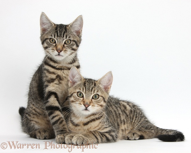 Tabby kittens, Stanley and Fosset, 3 months old, lounging together, white background