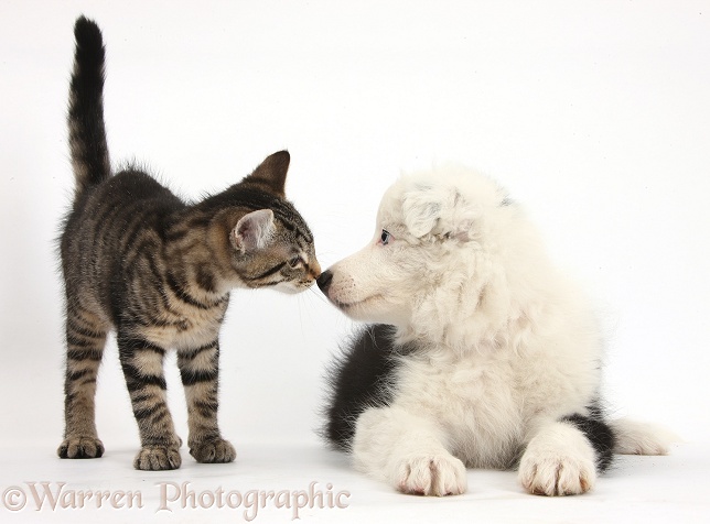 Tabby kitten, Fosset, 3 months old, nose-to-nose with black-and-white Border Collie bitch pup, Ice, 9 weeks old, white background