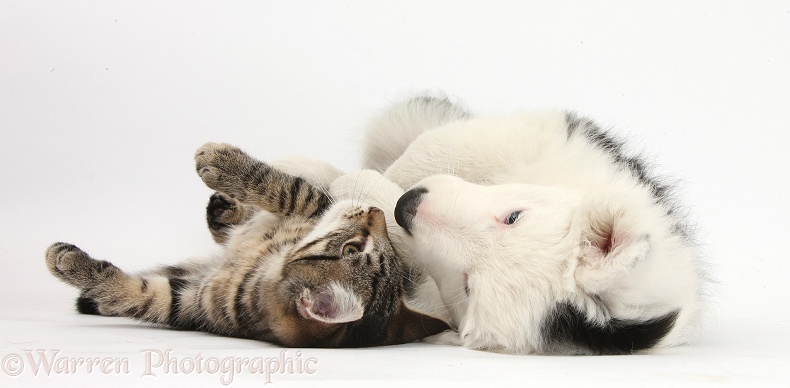 Tabby kitten, Fosset, 3 months old, lying on his back, face-to-face with Black-and-white Border Collie bitch pup, Ice, 9 weeks old, white background