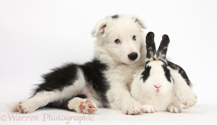Black-and-white Border Collie bitch pup, Ice, 9 weeks old, with black-and-white rabbit, Bandit, white background