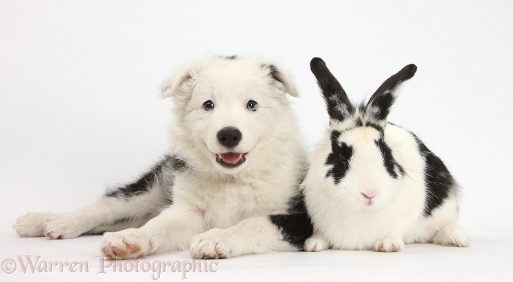 Black-and-white Border Collie bitch pup, Ice, 9 weeks old, with black-and-white rabbit, Bandit, white background