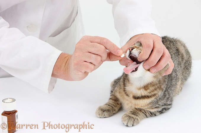 Vet giving a pill to tabby kitten, Stanley, 3 months old, white background