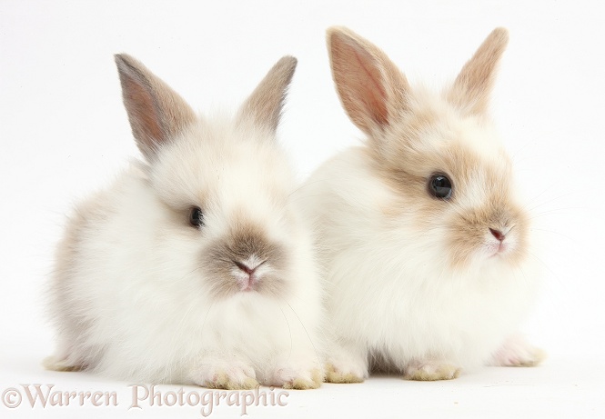 Two Baby Lionhead x Lop bunnies, white background