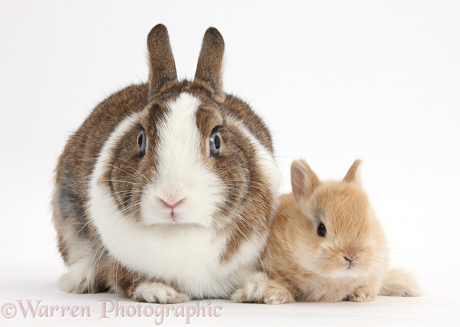 Netherland Dwarf rabbit and baby bunny, white background