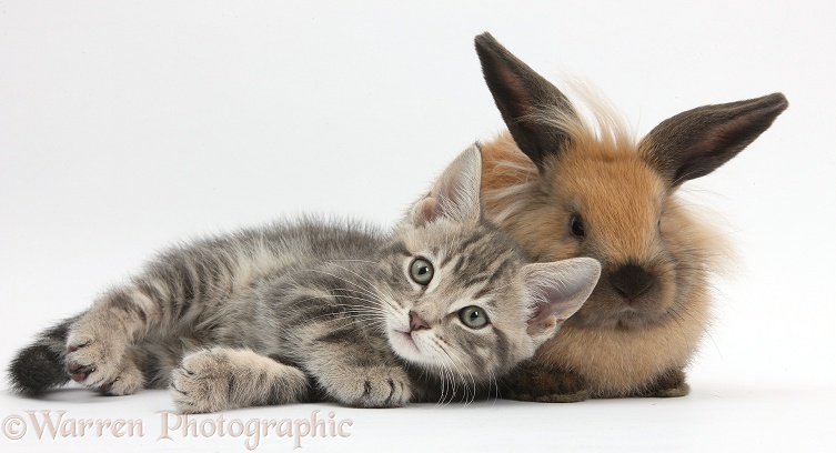 Tabby kitten, Max, 9 weeks old, with young Lionhead-cross rabbit, white background