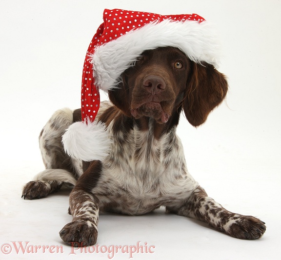 Munsterlander, Helena, 5 months old, wearing a Father Christmas hat, white background