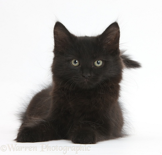 Fluffy black kitten, 9 weeks old, lying with head up, white background