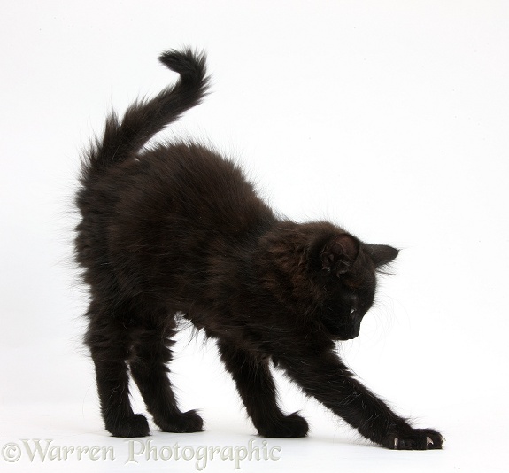 Fluffy black kitten, 9 weeks old, stretching with arched back, white background