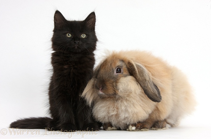 Fluffy black kitten, 9 weeks old, and Lionhead Lop rabbit, white background