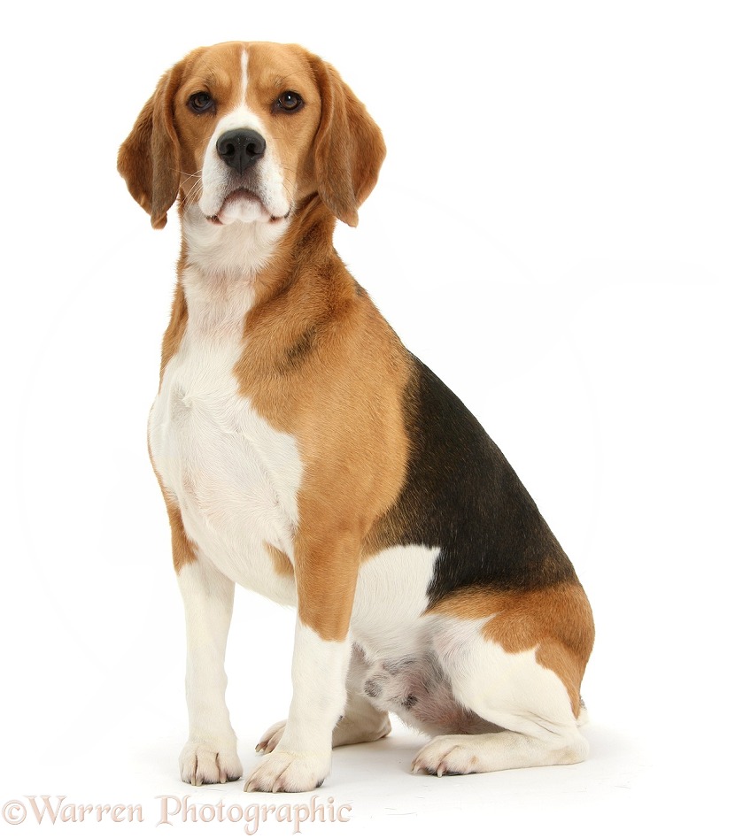 Beagle dog, Bruce, sitting, white background