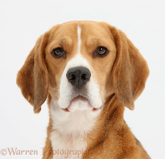 Beagle dog, Bruce, white background