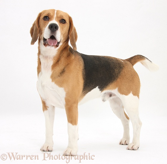 Beagle dog, Bruce, standing, white background