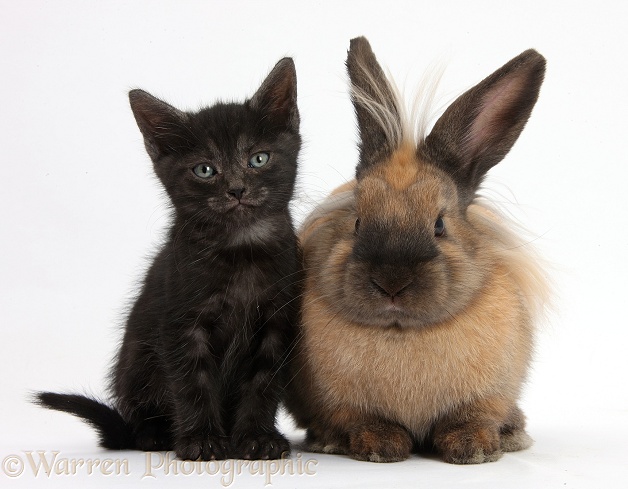 Black kitten and Lionhead-cross rabbit, white background