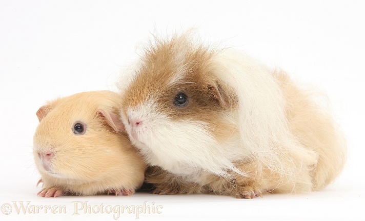Shaggy Guinea pig and smooth yellow Guinea pig, white background