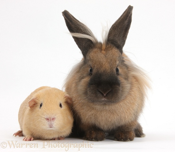 Rabbit and yellow Guinea pig, white background