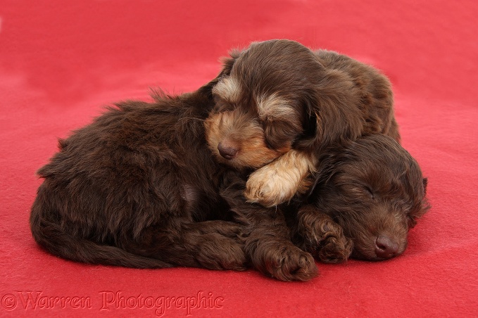 Two cute chocolate bicolour Daxie-doodle pups, 6 weeks old, sleeping on a red blanket