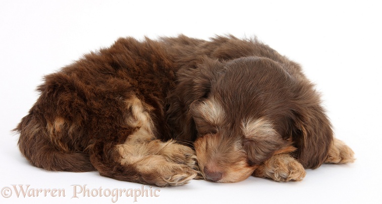 Cute chocolate bicolour Daxie-doodle pup, 6 weeks old, sleeping, white background
