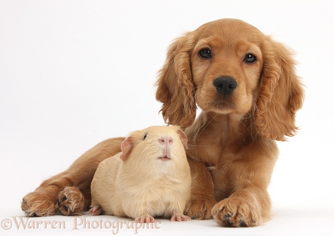 Golden Cocker Spaniel puppy, Maizy, lying with head up, with yellow Guinea pig, white background