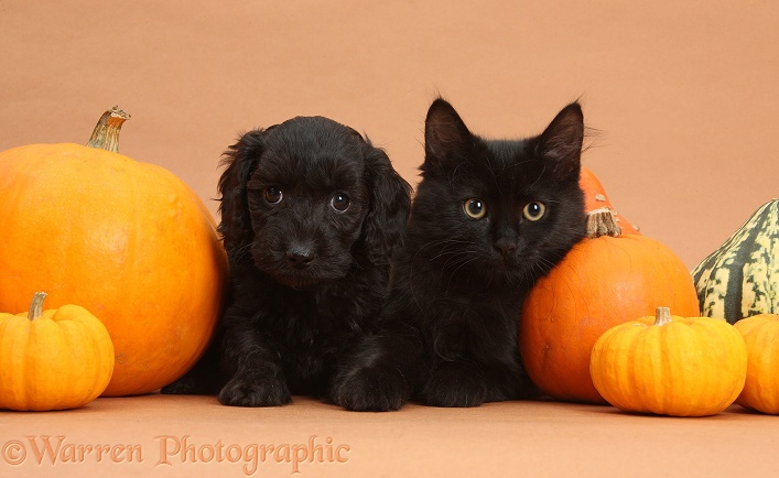 Black Maine Coon kitten and Cute Daxiedoodle puppy with Halloween pumpkins on brown background
