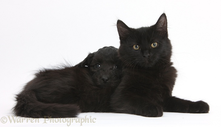 Black Maine Coon kitten and Cute Daxiedoodle puppy, white background