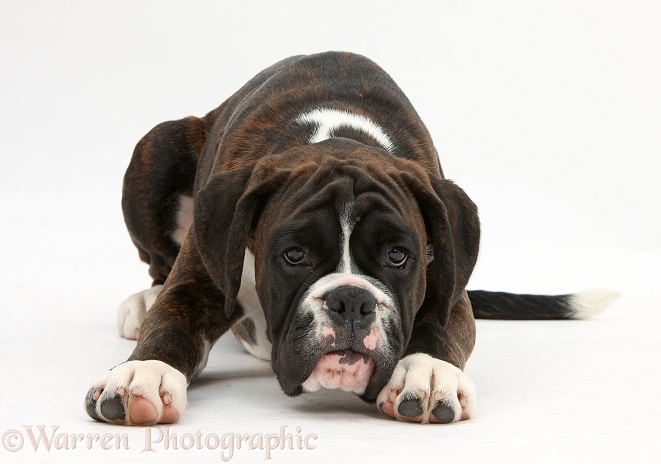 Boxer pup, 4 months old, white background
