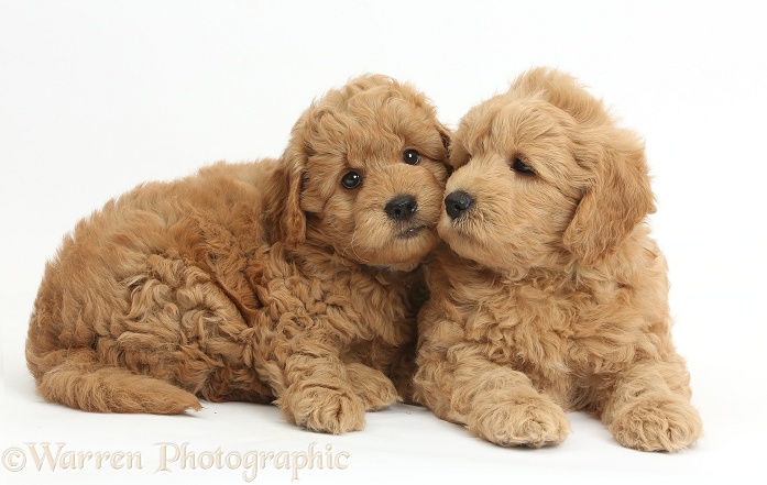 Cute F1b Goldendoodle puppies, white background
