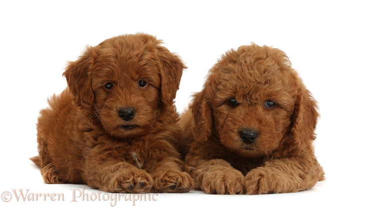 Cute F1b Goldendoodle puppies, white background