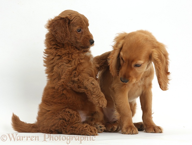 Golden Cocker Spaniel puppy, Maizy, with a red F1b Goldendoodle puppy, white background