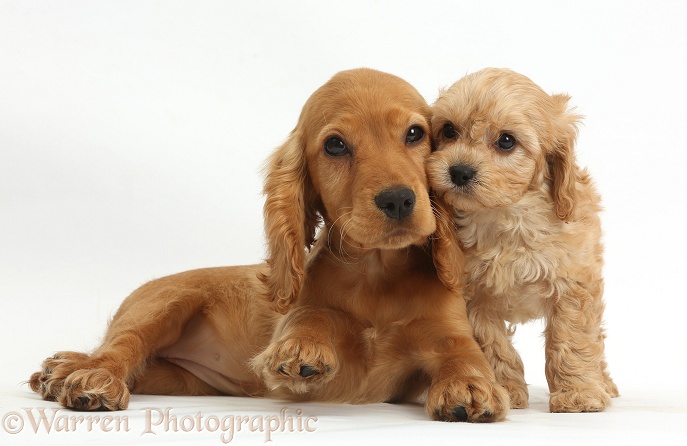Golden Cocker Spaniel puppy, Maizy, snuggling up to a cute Cavapoo puppy, white background