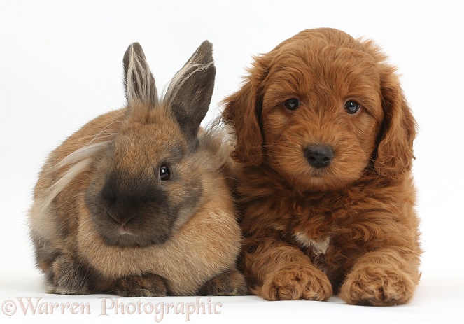 Red F1b Goldendoodle puppy and rabbit, white background