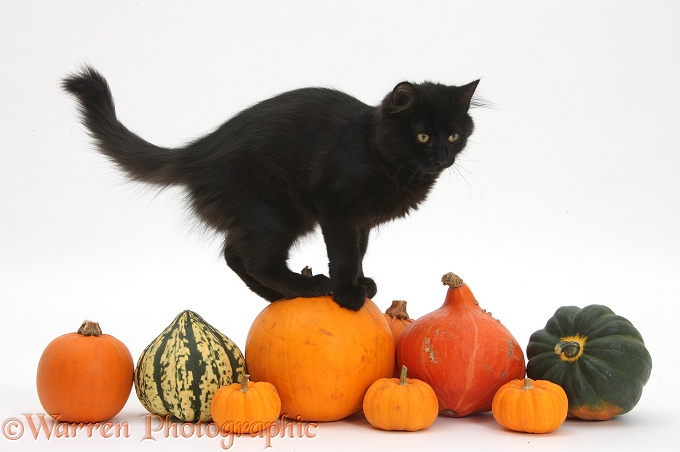 Black Maine Coon kitten on Halloween pumpkins, white background