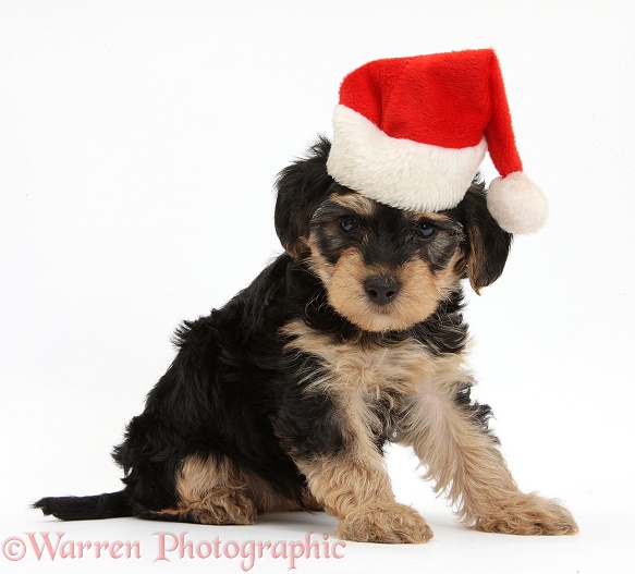 Yorkipoo pup, 7 weeks old, wearing a Father Christmas hat, white background