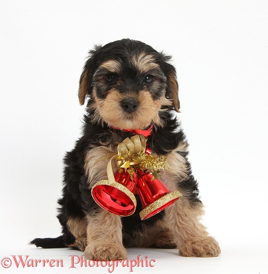 Yorkipoo pup, 7 weeks old, wearing Christmas bells, white background