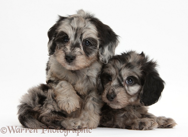 Two cute black-and-grey merle Daxiedoodle pups, white background