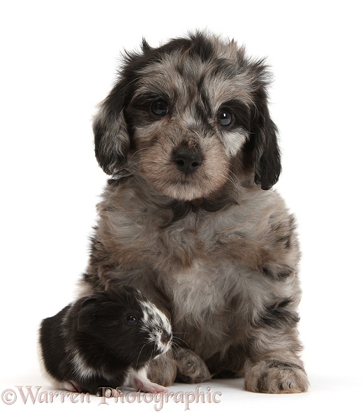 Cute black-and-grey Daxiedoodle puppy and Guinea pig, white background