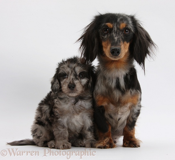 Tricolour merle Dachshund, Puzzel, and Daxiedoodle pup, white background
