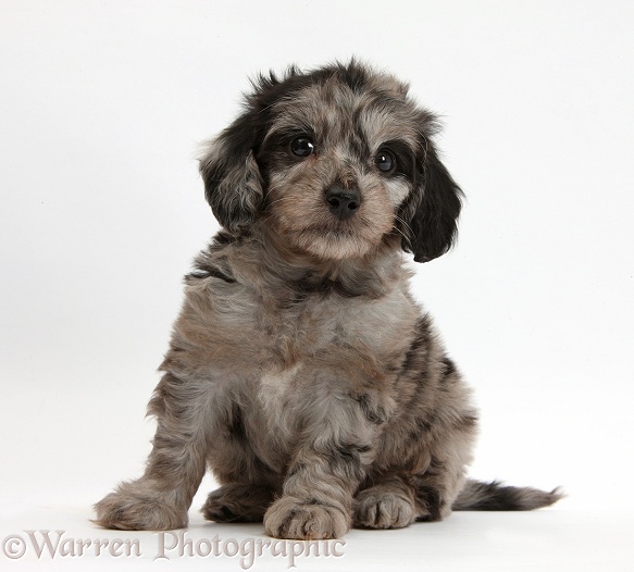 Cute black-and-grey merle Daxiedoodle puppy, white background