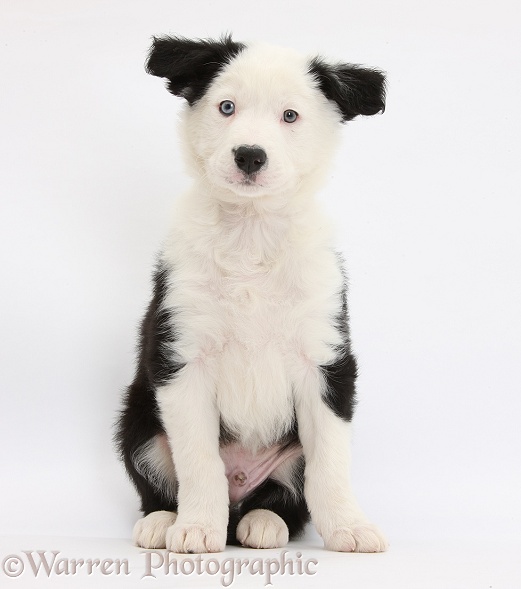 Black-and-white Border Collie puppy sitting, white background